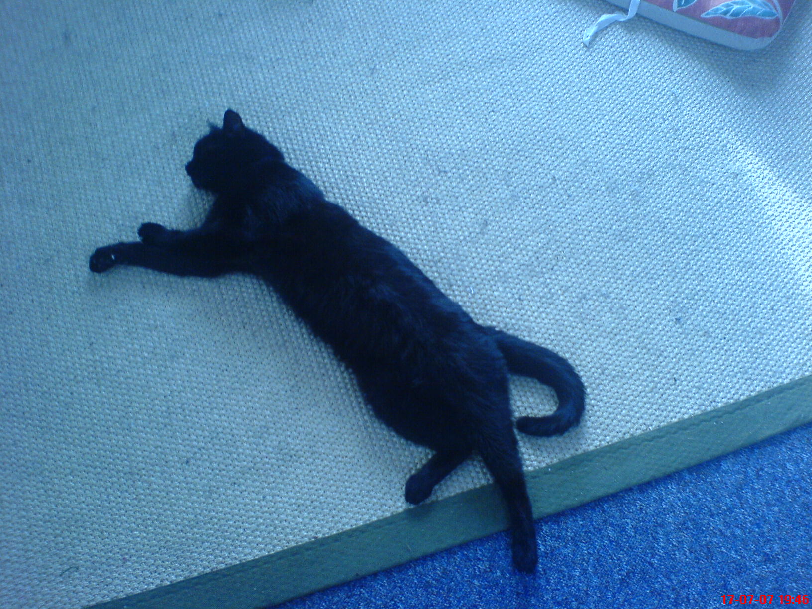 long cat